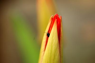 Tulpenknospe mit Käfer