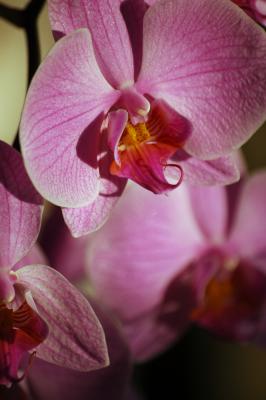 Pinke Nachtfalter-Orchidee 6