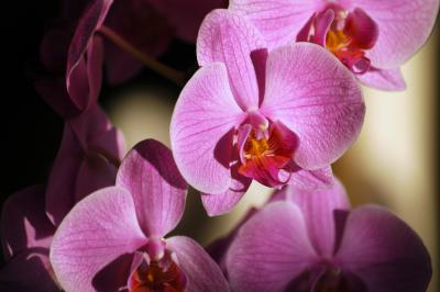 Pinke Nachtfalter-Orchidee 8