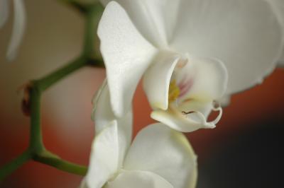 Weiße Nachtfalter-Orchidee