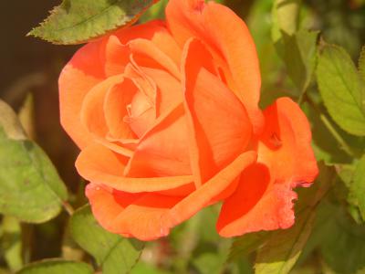 Rote Rose 5