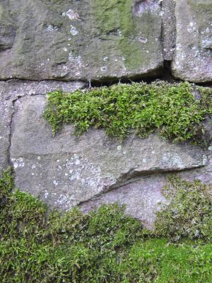 Naturstein-Mauer 11