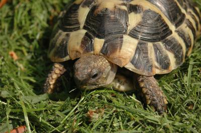Schildkröte 2